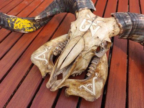 Prachtige schapenschedel (Arapawa) uit Tibet. (puntgaaf 702, Verzamelen, Dierenverzamelingen, Zo goed als nieuw, Gewei of Kop