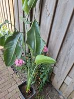 Paradijsvogelplant / Strelitzia, Ophalen, Overige soorten, In pot, Bloeiende kamerplant