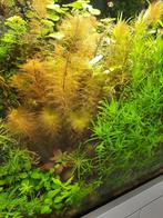 Combinatiepakket (5) aquariumplanten met gratis advies, Dieren en Toebehoren, Ophalen of Verzenden, Zo goed als nieuw, Plant(en), Steen of Hout