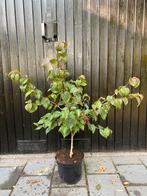 Cornus kousa satomi, Ophalen, Overige soorten, Halfschaduw