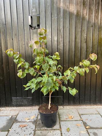 Cornus kousa satomi beschikbaar voor biedingen