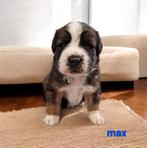 Mama berner sennen papa sint bernard IN BELGIË !!!, België, Particulier, 8 tot 15 weken, Meerdere