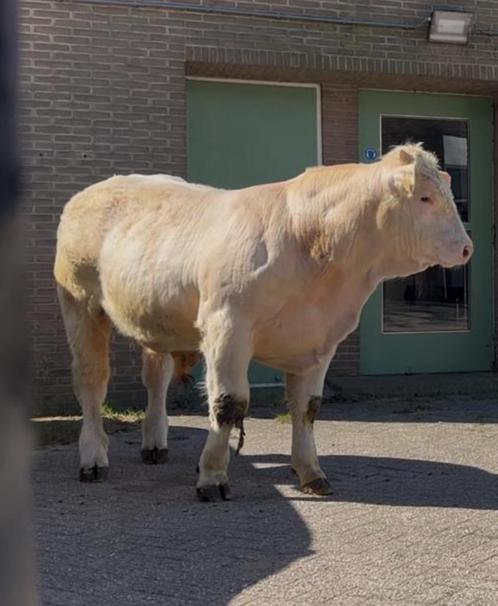 Charolais stamboek dekstier ( topafstamming), Dieren en Toebehoren, Runderen, Mannelijk