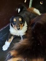 schotse collie pup, Dieren en Toebehoren, Honden | Herdershonden en Veedrijvers, België, Particulier, Reu, 8 tot 15 weken