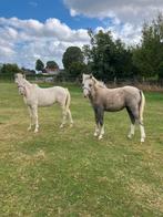 Welsh ponys met stamboek, Merrie, Ontwormd, 0 tot 2 jaar