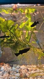 Mooie jonge Black molly,s, Dieren en Toebehoren, Vissen | Aquariumvissen, Vis, Zoetwatervis, Schoolvis