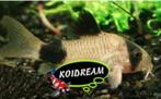 Corydora Panda - Koidream Valburg, Dieren en Toebehoren, Vissen | Aquariumvissen, Vis, Zoetwatervis