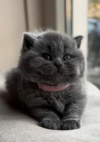 Erg mooi blauw brits korthaar poesje ️, Dieren en Toebehoren, Katten en Kittens | Raskatten | Korthaar, Poes, Ontwormd, 0 tot 2 jaar