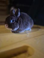 Kleur dwerg rammetje 🩵🐰, Mannelijk, Dwerg, 0 tot 2 jaar