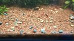 Rode Garnalen - neocaridina, Dieren en Toebehoren, Vissen | Aquariumvissen, Kreeft, Krab of Garnaal