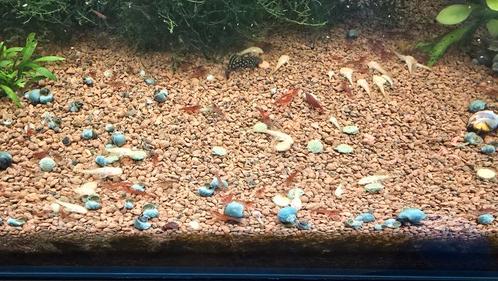 Rode Garnalen - neocaridina, Dieren en Toebehoren, Vissen | Aquariumvissen, Kreeft, Krab of Garnaal