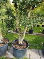 Quercus Suber / mediterrane kurkeik / multistam ‼️‼️, Bloeit niet, 400 cm of meer, Ophalen, Volle zon