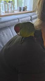 Tamme jonge kakariki s nog 1 beschikbaar, Dieren en Toebehoren, Vogels | Parkieten en Papegaaien, Meerdere dieren, Parkiet, Tam