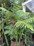 BOOMVAREN Dicksonia, Tuin en Terras, Planten | Bomen, Ophalen, Halfschaduw, Overige soorten