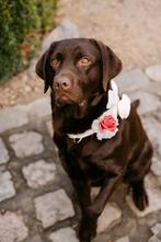 Bruiloft Hondenhalsband met Parelriem - grote hond, Ophalen of Verzenden, Zo goed als nieuw