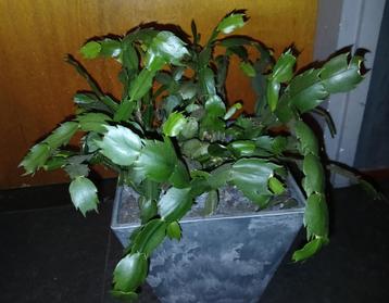 Mooie kerstcactus beschikbaar voor biedingen