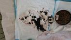 Mooi nestje boomer pups, Dieren en Toebehoren, Honden | Chihuahua's en Gezelschapshonden, Overige rassen, Meerdere, Meerdere dieren