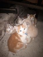 Kerngezonde boerderijkittens; zindelijk, ontwormd, ontvlooid, Kater