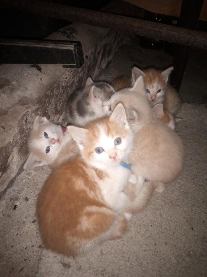 Kerngezonde boerderijkittens; zindelijk, ontwormd, ontvlooid, Dieren en Toebehoren, Katten en Kittens | Overige Katten, Kater