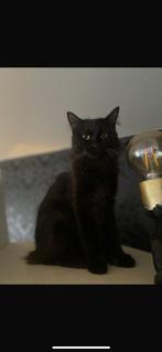 Noorseboskat kruising Mainecoon, Dieren en Toebehoren, Katten en Kittens | Raskatten | Korthaar, Kater, Ingeënt, 0 tot 2 jaar