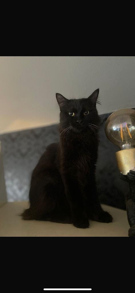 Noorseboskat kruising Mainecoon, Dieren en Toebehoren, Katten en Kittens | Raskatten | Korthaar, Kater, 0 tot 2 jaar, Ingeënt