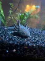 Lieve leuke axelotl, Dieren en Toebehoren