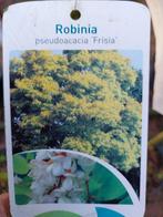 Robinia pseudoacacia 'Frisia' - Gouden Acacia, Ophalen, Tuinaarde
