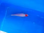 Te koop prachtige Tancho  30 a 35 cm, Karper of Koi