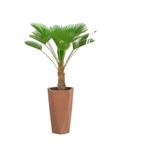 Trachycarpus Wagnerianus | 130 cm | Winterharde Waaierpalm, Verzenden, Vaste plant, Overige soorten