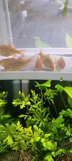 Brokaat barbeel .gratis ophalen, Dieren en Toebehoren, Vis