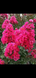 Lagerstroemia indica Pink Velour / 140cm stamhoogte. ‼️, 250 tot 400 cm, Zomer, Ophalen, Volle zon