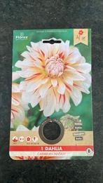 Dahlia knol caribean fantasy, Tuin en Terras, Bloembollen en Zaden, Ophalen of Verzenden, Volle zon, Knol