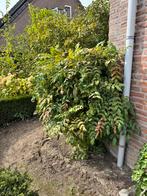 Gratis Tuinplanten - Zelf Uitgraven!, Tuin en Terras, Planten | Struiken en Hagen, Ophalen, Overige soorten, Struik, 100 tot 250 cm