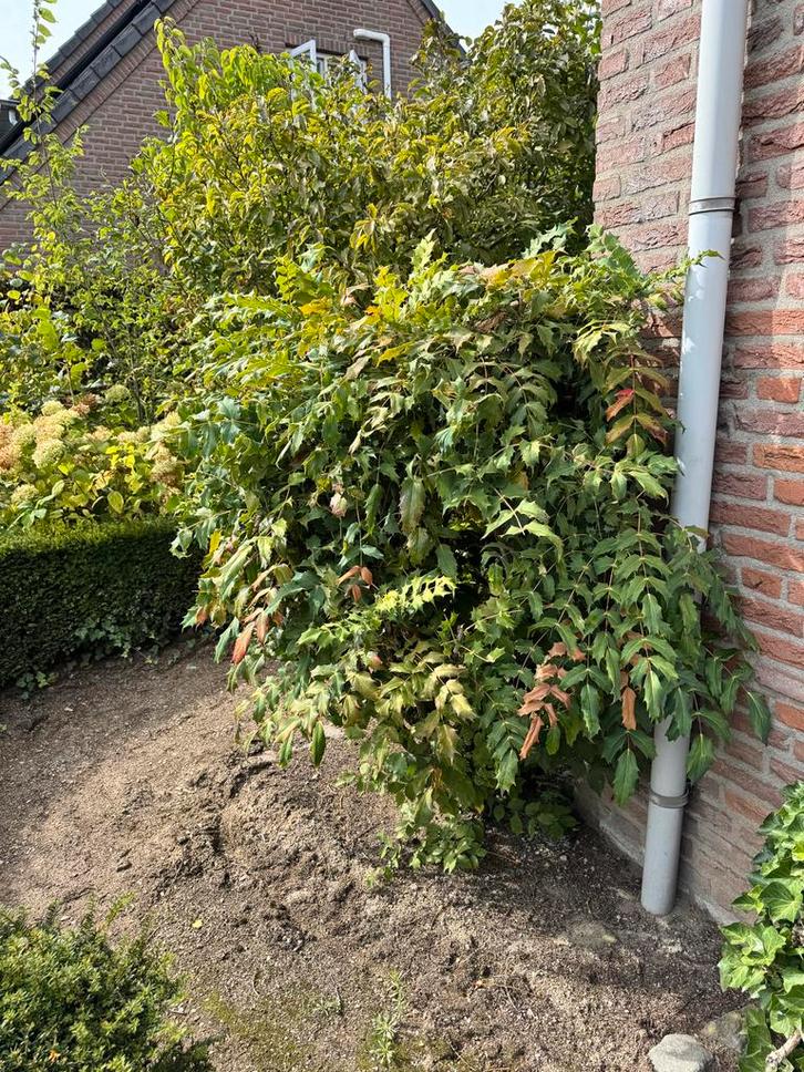 Gratis Tuinplanten - Zelf Uitgraven!, Tuin en Terras, Planten | Struiken en Hagen, Struik, Overige soorten, 100 tot 250 cm, Ophalen