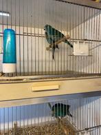Kakariki parkieten, Dieren en Toebehoren, Vogels | Parkieten en Papegaaien, Meerdere dieren, Parkiet, Geringd