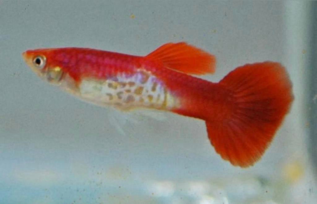 Snakeskin red gup, Dieren en Toebehoren, Vissen | Aquariumvissen, Vis