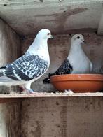 sierduiven, Meerdere dieren, Overige soorten