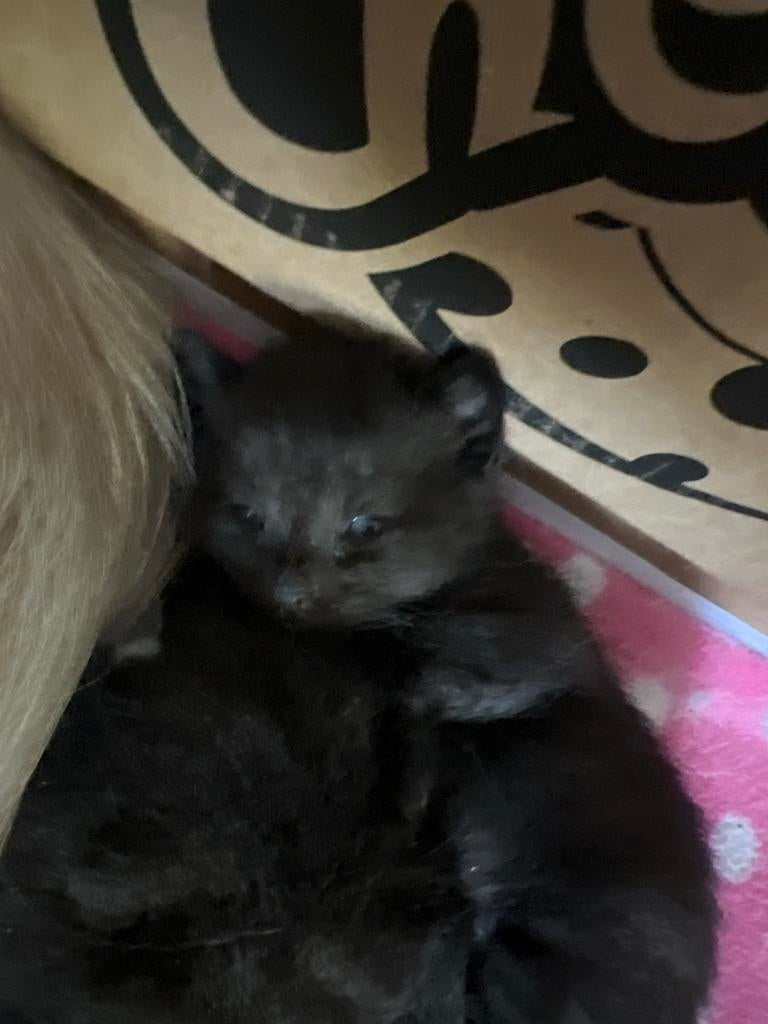Kitten 3 weken oud, Geslacht onbekend