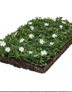 Vinca bodem bedekker matten kant en klaar in 3 kleuren, Ophalen of Verzenden, Bodembedekkers, Volledige schaduw