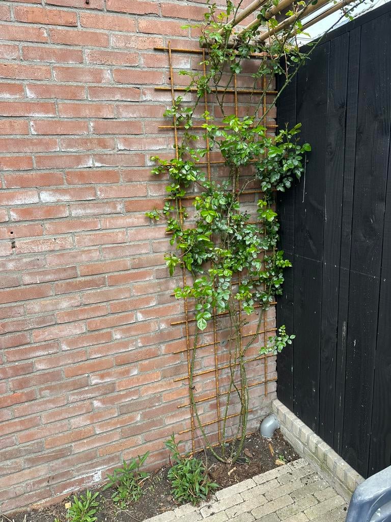 Betonijzer 200x 60 6stuk, Ophalen, Zo goed als nieuw