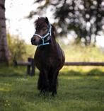 Te koop - Lieve & ondeugende Shetlander, Dieren en Toebehoren, Met stamboom, Ruin, Niet van toepassing, A pony (tot 1.17m)
