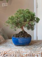 Juniperus Chinensis Kyushu Bonsai, Bloeit niet, Halfschaduw, Minder dan 100 cm, Overige soorten