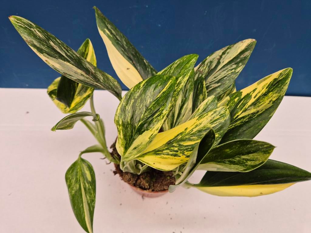 Monstera Standleyana Variegata p12 (12)