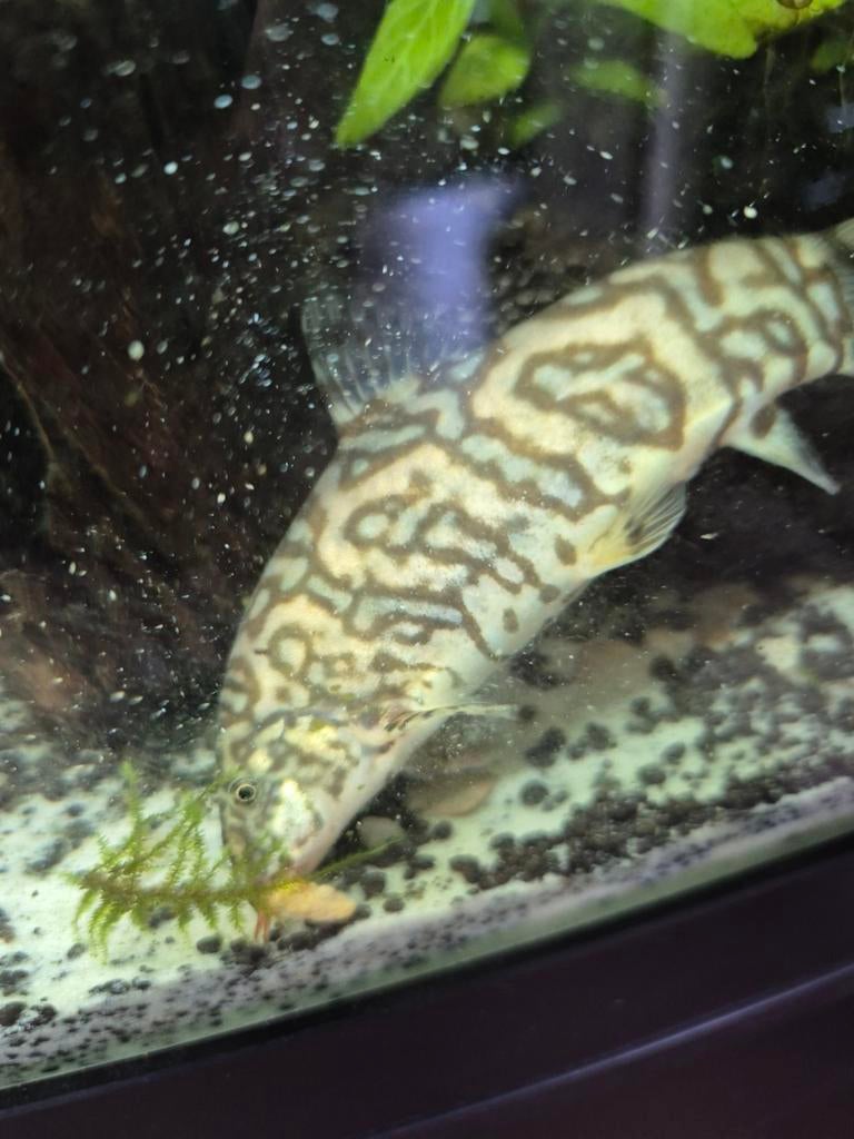 Botia almorhae ( yo-yo loach), Dieren en Toebehoren, Vissen | Aquariumvissen