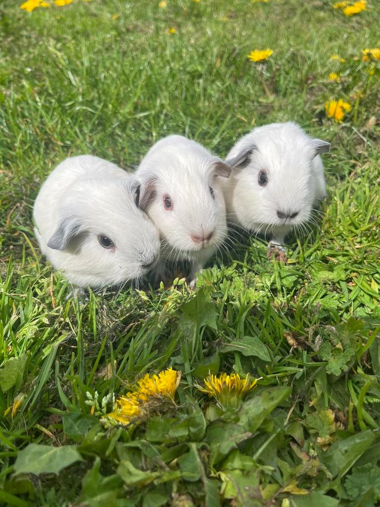 3 california cavia, Dieren en Toebehoren, Mannelijk, Tam, Maart, Cavia