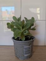 Vetplant in pot - Sedum soort, Tuin en Terras, Planten | Tuinplanten, Overige soorten, Volle zon, Vaste plant, Ophalen of Verzenden