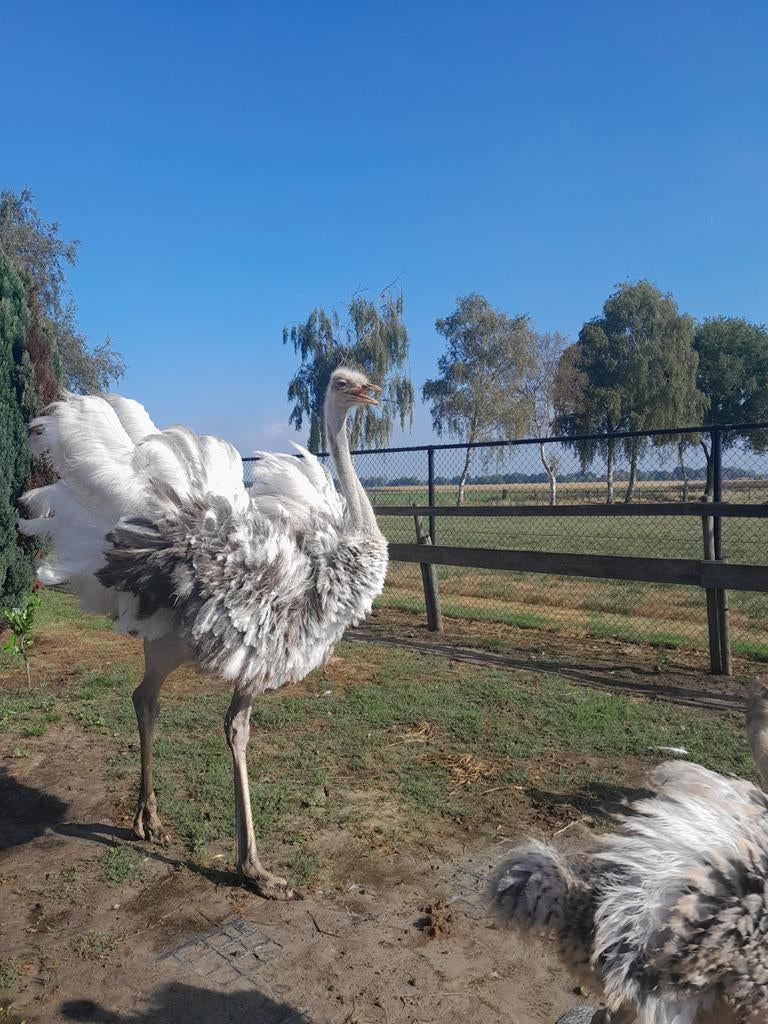 Struisvogel broedeieren, Dieren en Toebehoren, Pluimvee, Kip, Geslacht onbekend