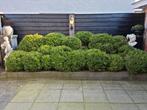 Buxus bollen gratis op te halen, Tuin en Terras, Ophalen, Buxus, Minder dan 100 cm