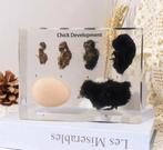 Opgezette kuiken taxidermie opgezette dieren rariteiten, Verzamelen, Dierenverzamelingen, Ophalen of Verzenden, Nieuw, Vogel, Opgezet dier