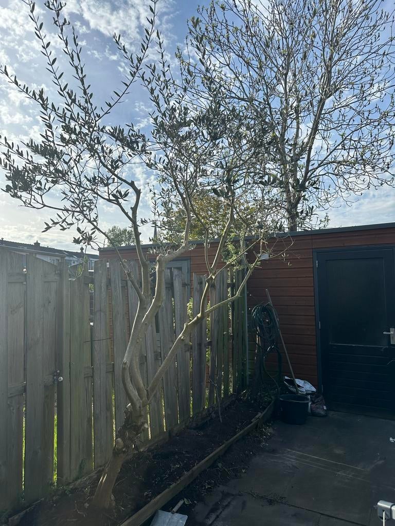 Grote 2 Olijfbomen voor Mediterrane Sfeer in uw Tuin, Lente, Olijfboom, 250 tot 400 cm, Ophalen